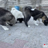  Američka Akita