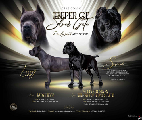 Cane Corso