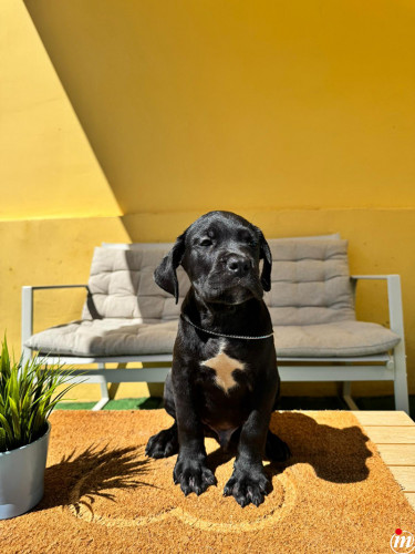 Cane Corso