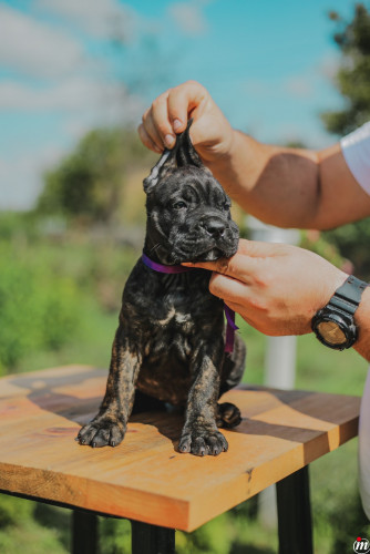 Cane Corso štenci