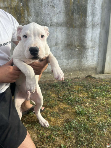 Stenci Dogo Argentino