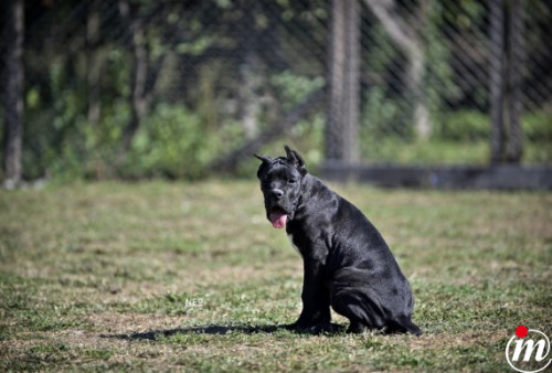 Cane Corso štenci