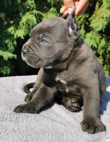 CANE CORSO štenci