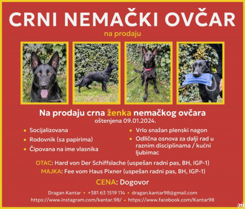 Crni Nemački Ovčar