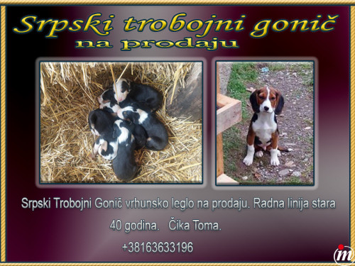 Srpski Trobojni Gonič 