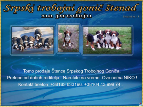 Srpski trobojni gonič