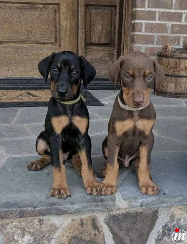 Doberman štene WhatsApp putem +44 7482162214