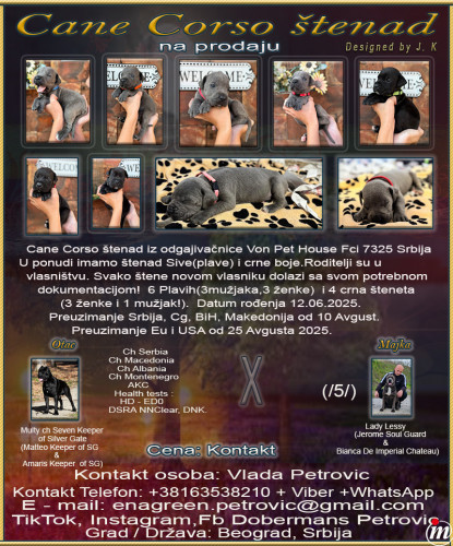   Cane Corso 