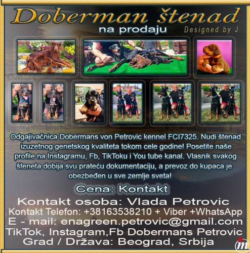 Doberman