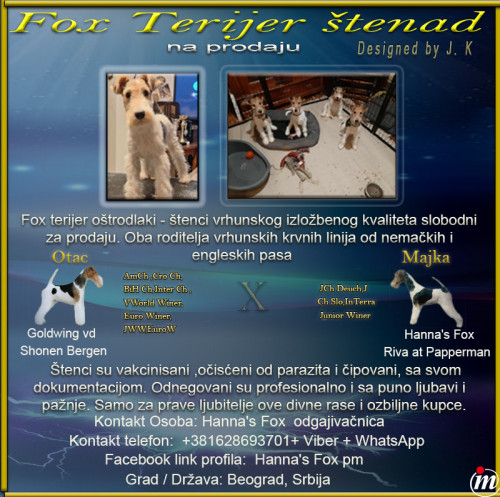 Fox Terijer oštrodlaki