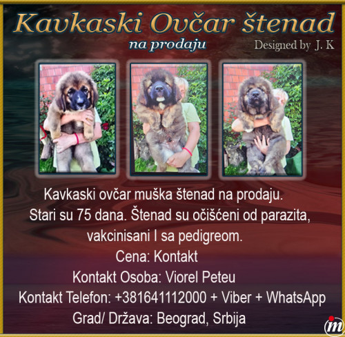 Kavkaski ovčar 