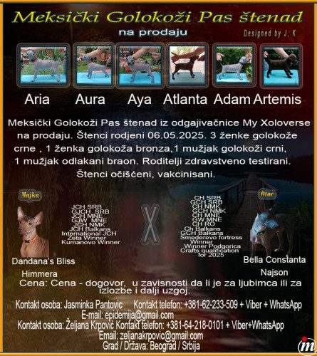 Meksički Golokoži Pas