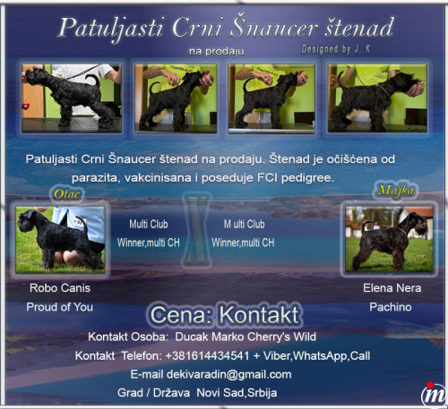 Patuljasti Crni Šnaucer