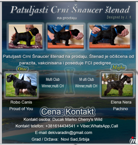 Patuljasti Crni Šnaucer