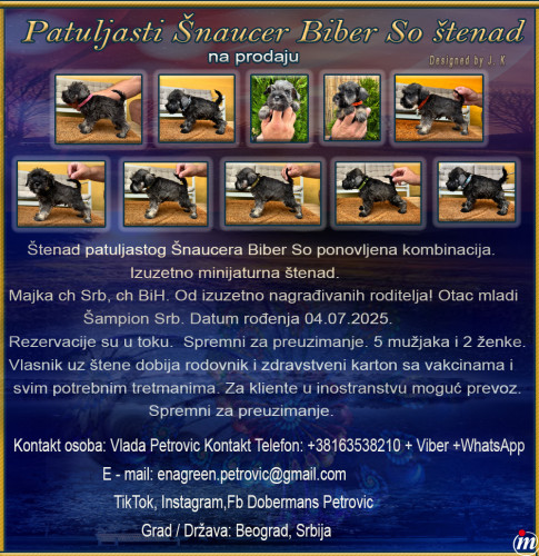 Patuljasti Šnaucer Biber So