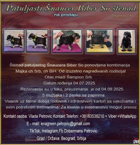 Patuljasti Šnaucer Biber So