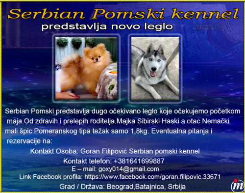 Serbian Pomski kennel predstavlja novo leglo 