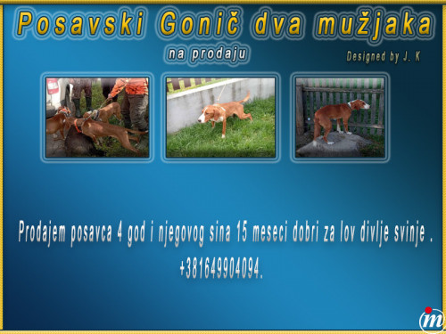 Posavski Gonič