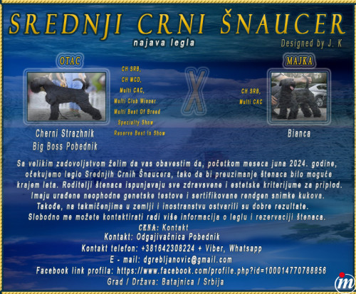 Srednji Crni Šnaucer