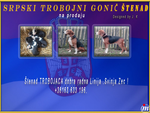 Srpski Trobojni Gonič