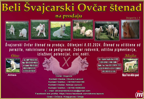 Beli Švajcarski Ovčar 