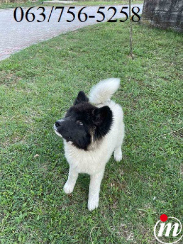  Američka Akita